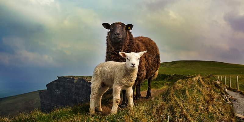 Father’s love